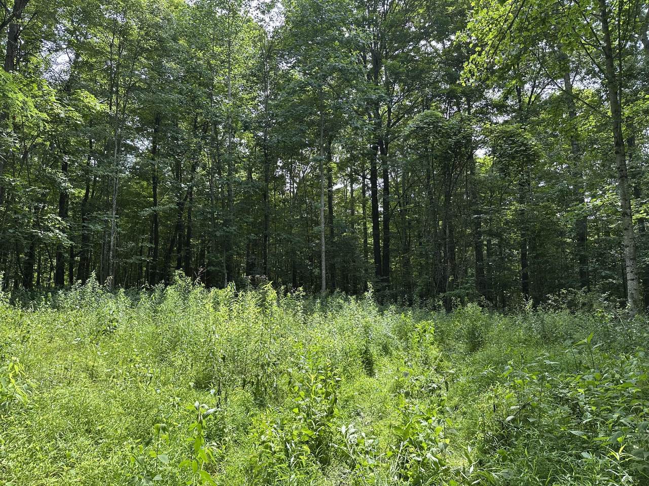 Molly Road - Photo 1