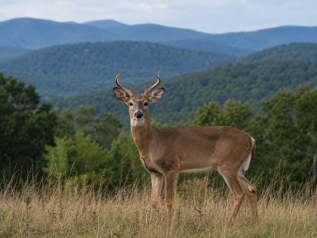 https://bt-photos.global.ssl.fastly.net/greenbrier/1280_boomver_1_26-1012-2.jpg