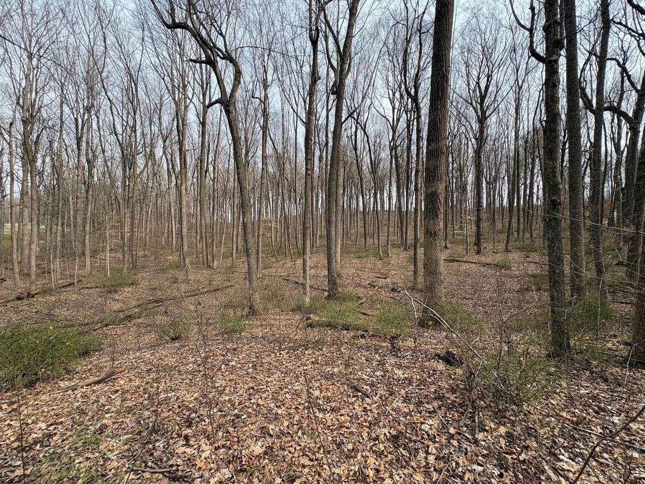  Woodland Drive - Photo 1