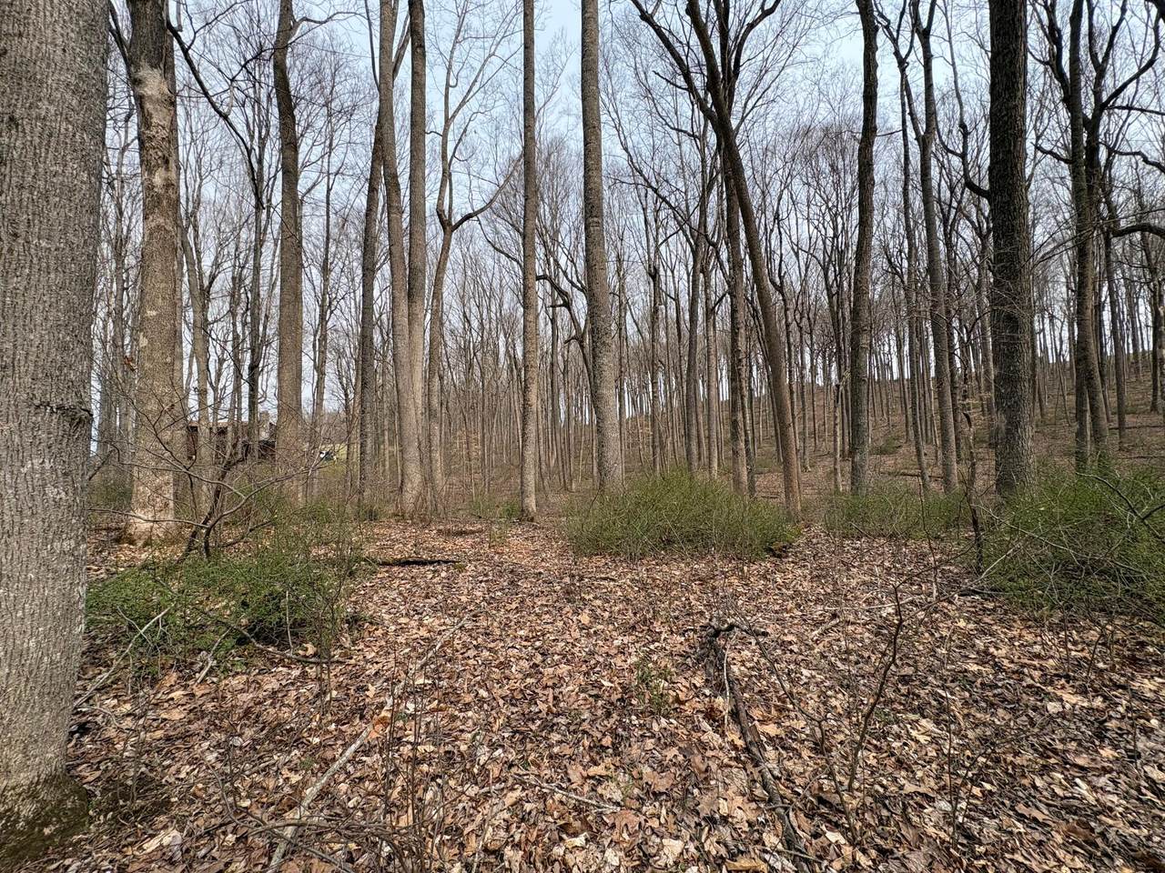 4 Lots Woodland Drive - Photo 1