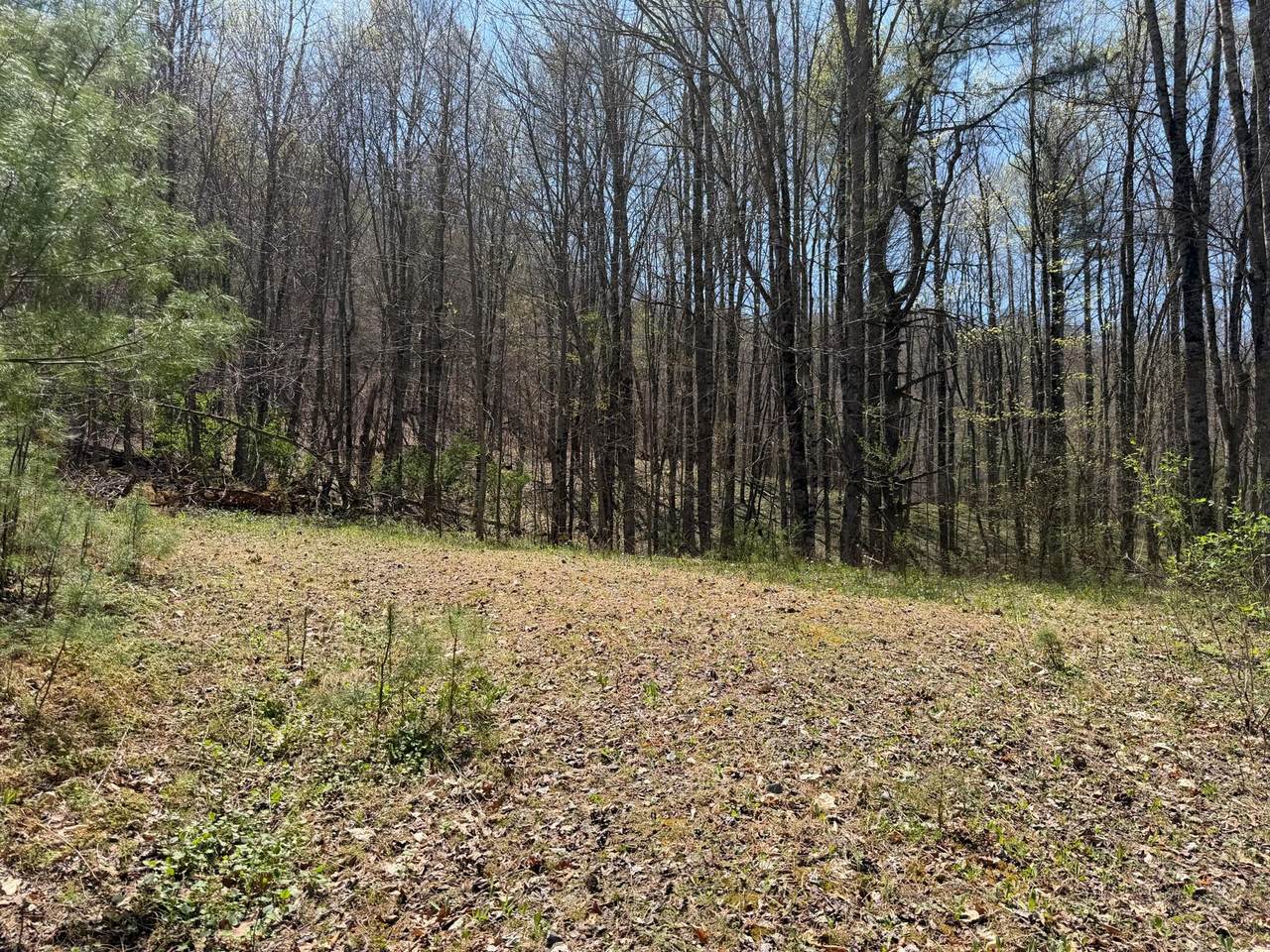  Morris Branch Road - Photo 1