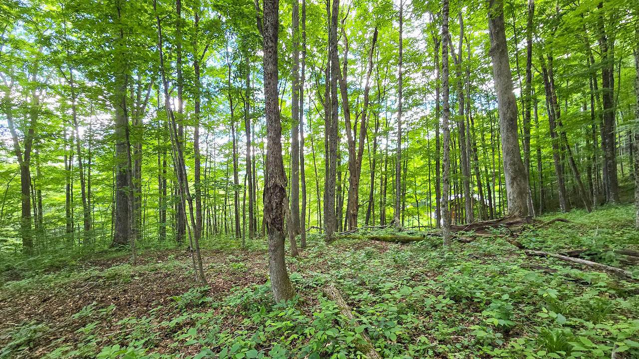 Lot 13 Lower Cherry Grove - Photo 1
