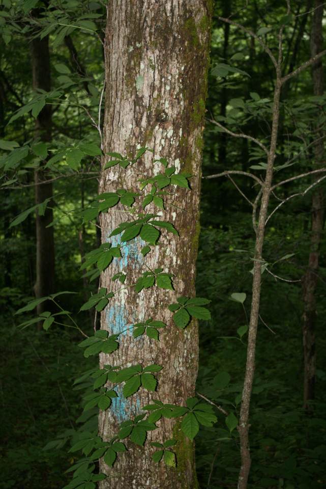 https://bt-photos.global.ssl.fastly.net/greenbrier/1280_boomver_1_26-782-2.jpg