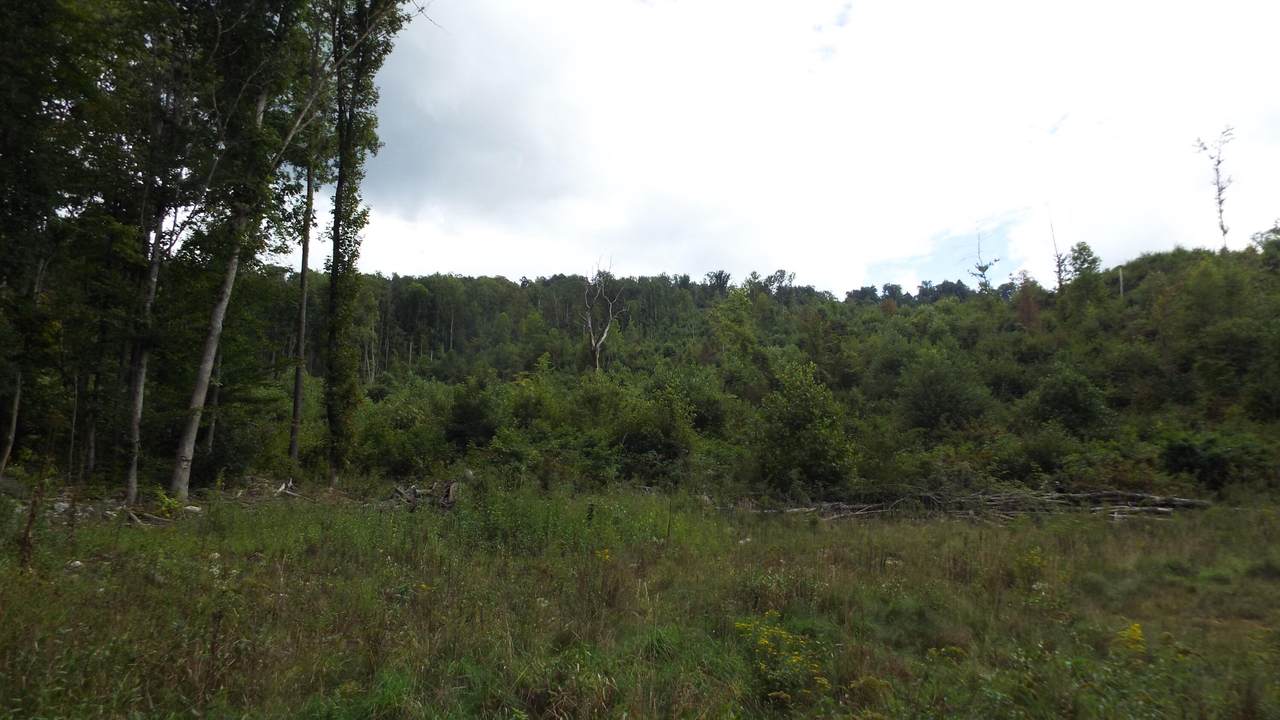000 Ross Branch Road - Photo 1