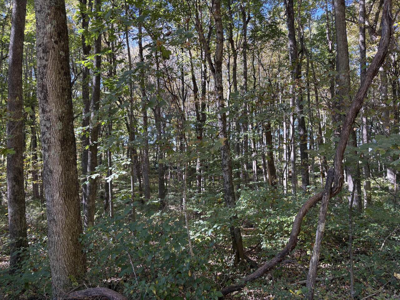 4 Lots Woodland Drive - Photo 1