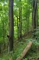  Conley Hill Road - Photo 8