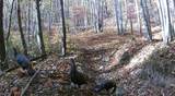 1507 Bear Springs Rd - Photo 41