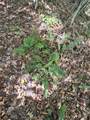 795 War Ridge Road - Photo 13