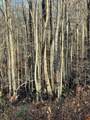 Lot 12 Pipestem Point - Photo 5