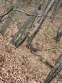  Rattlesnake Run Road - Photo 8