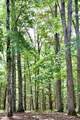  Chestnut Flats - Photo 5