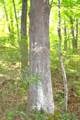 1546 Wilson Mill Rd - Photo 22