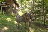 23 Standardbred St - Photo 52