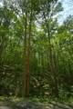 Lot 156 Falls Parkway - Photo 10