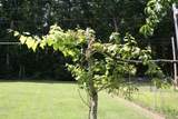 6833 Elk Knob Rd - Photo 47