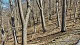 Lot #75 White Rock Trail - Photo 2