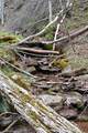  Snake Run Rd - Photo 9