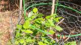 806 Misty Mountain Rd - Photo 35