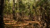  Coleman Cliff - Photo 14