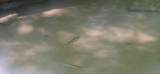  Ellison Ridge - Photo 13