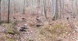 1507 Bear Springs Rd - Photo 40
