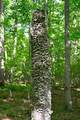 701 Fleshman Hollow Rd - Photo 24