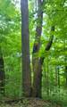 18201 Wv-12 - Photo 41