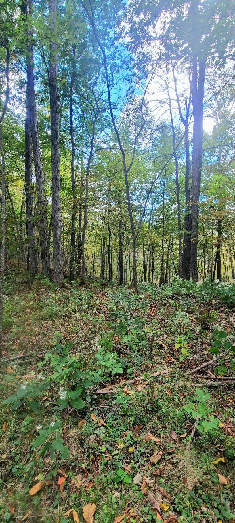 1664 Turkey View Trail - Photo 1