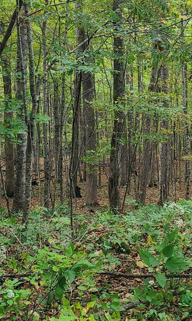 1764 Turkey View Trail - Photo 1