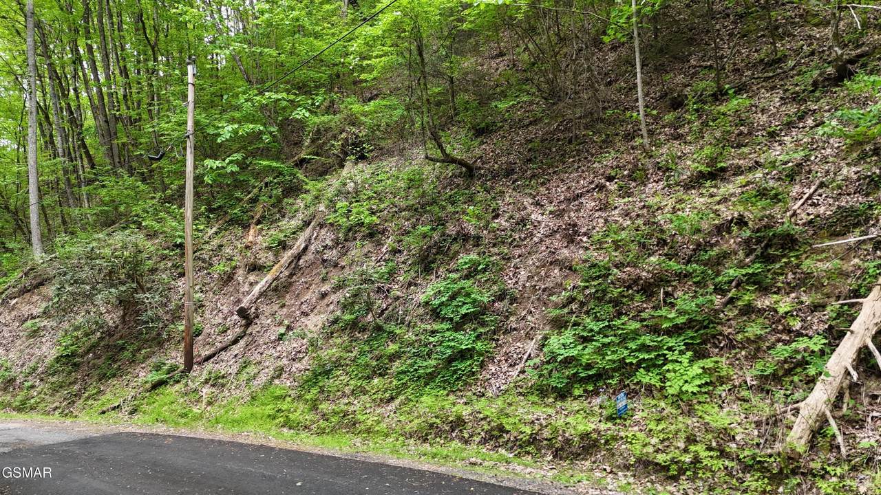 Lot 27 Black Walnut Flats Road - Photo 1
