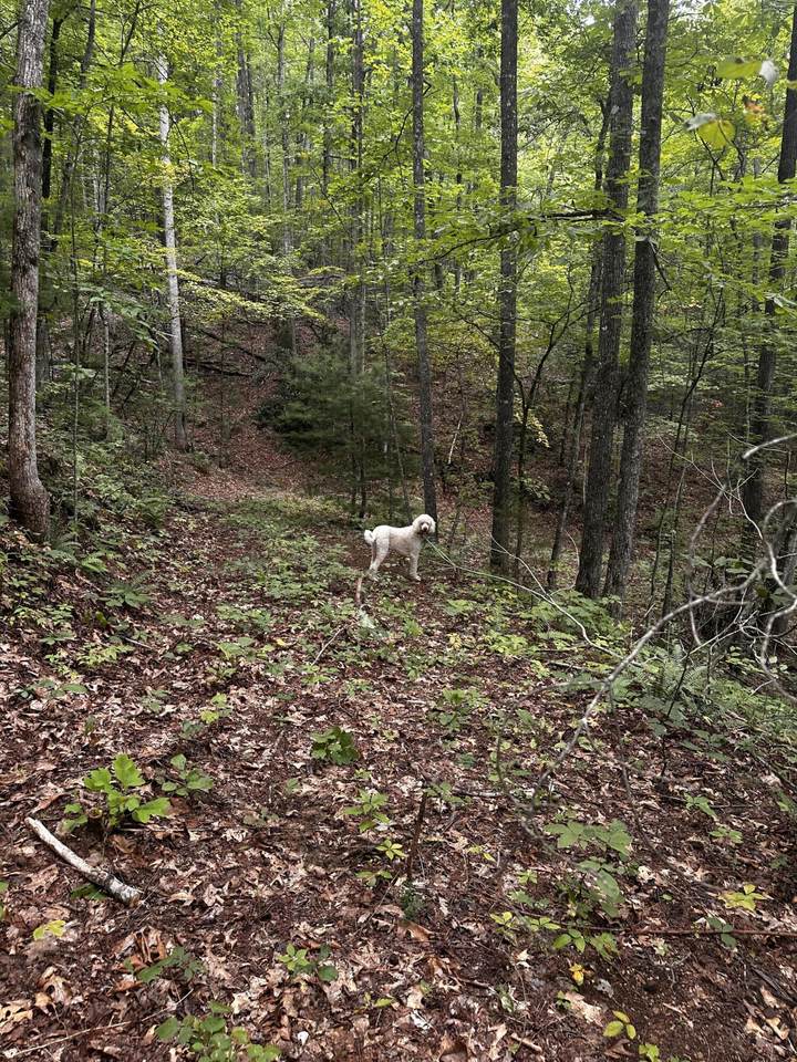 1158 Yellow Breeches Road - Photo 1