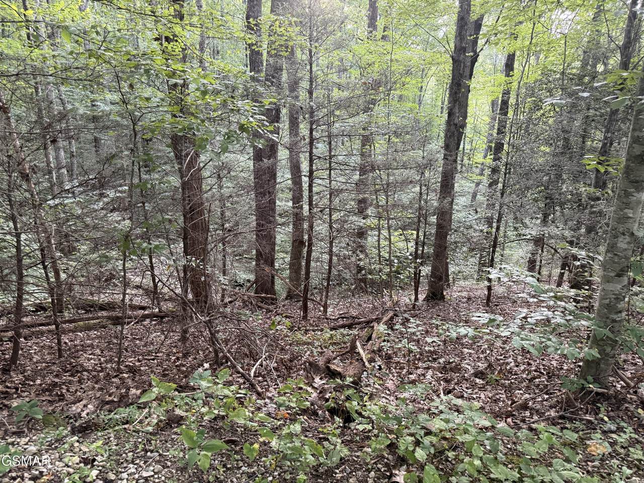 Lot 26 Walden Cove Way - Photo 1