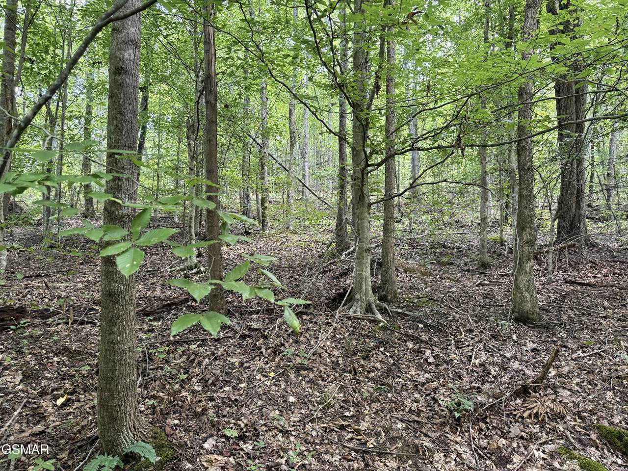 6acres Trentham Rd Off - Photo 1