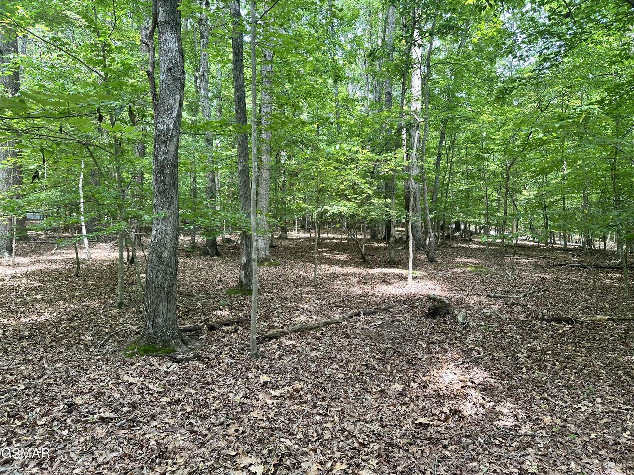Tract 8 Woods Ridge Road - Photo 1