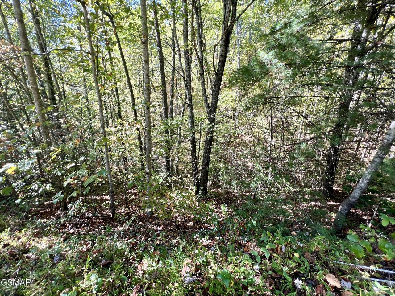6 Acres Creek Hollow Way - Photo 1