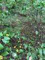 Lot 1 Timber Lake Drive - Photo 4
