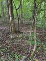 Lot 2 Timber Lake Drive - Photo 5