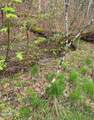 Lot Tr3 Gists Creek Road - Photo 4