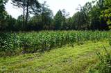 Tract 17 Pleasant View Cemetery Road - Photo 9