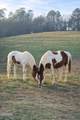 Lot 071 Goose Gap - Photo 10