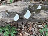 0 Bear Mountain Lane - Photo 8
