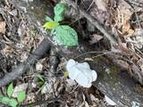 0 Bear Mountain Lane - Photo 9