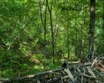 Tract 3-5 Wilson Hollow Way - Photo 15