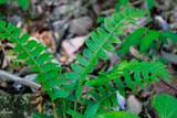 1017/1035 Big Buck Trail - Photo 26