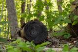 1017/1035 Big Buck Trail - Photo 43