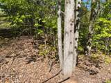 Lot 72 Poplar Place - Photo 1