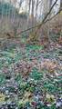  Manis Hollow Road - Photo 2