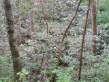 0 Rivendell Lane - Photo 16