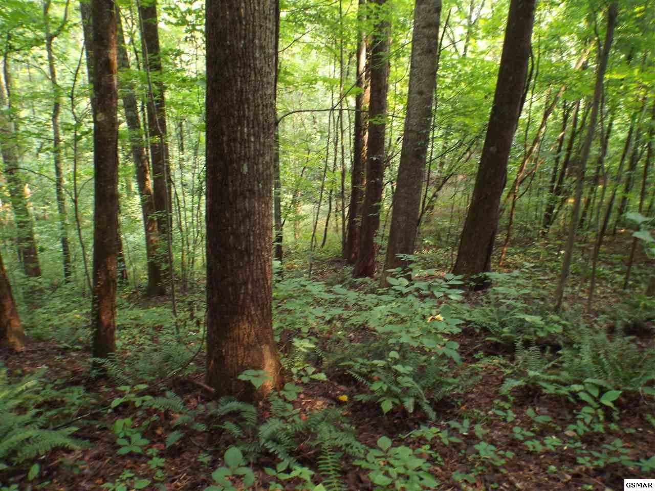 Reagan Springs Road - Photo 1