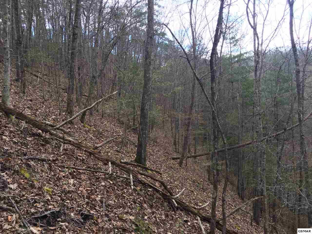 Lot 160 Black Bear Cub Way - Photo 1